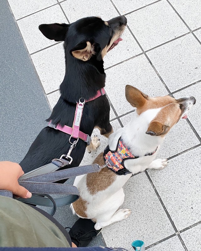 怖がりすぎて 譲渡会で木の陰に隠れていた 台湾犬 現地で保護犬2匹と暮らす日本人に聞いた まいどなニュース