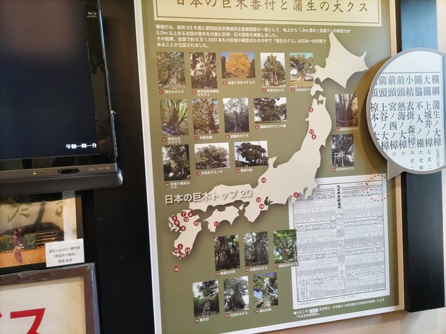 日本の巨樹は九州に集中