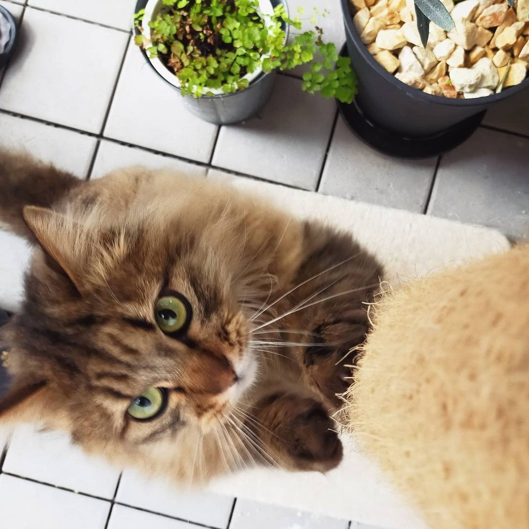 寂しそうな表情を見せる「メロンソーダ色」の瞳の猫 生粋の野良猫だっ 