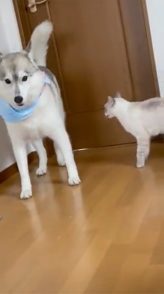寝ていただけなのに ハスキー犬を襲った理不尽な猫パンチ その後のワンちゃんの 大人な対応 も話題に まいどなニュース