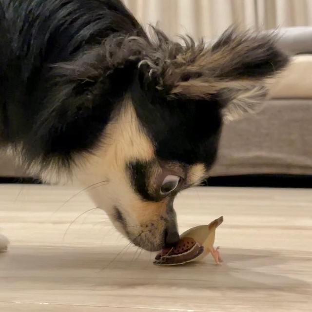 スズメさんのおもちゃをまじまじと見つめるチワワさんですが…！？（画像提供／チワワのごまじろーさん）