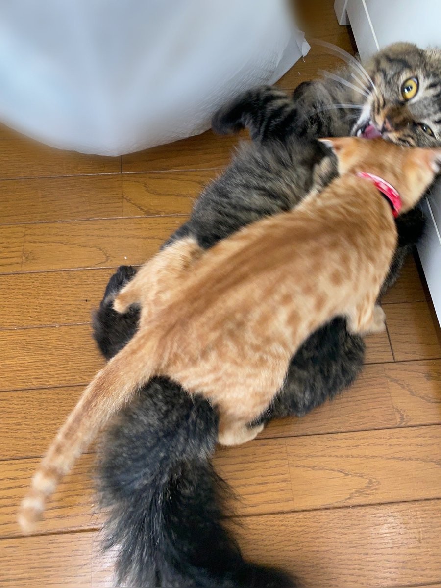 ニャんでこうなった まるで 親亀の背中に子亀を乗せて 保護猫2匹が見せた行動が話題 猫リュック まいどなニュース ニャんでこうなった まるで 親亀の背中に子亀を乗せて 保護猫2匹が見せた行動が話題 猫リュック まいどなニュース