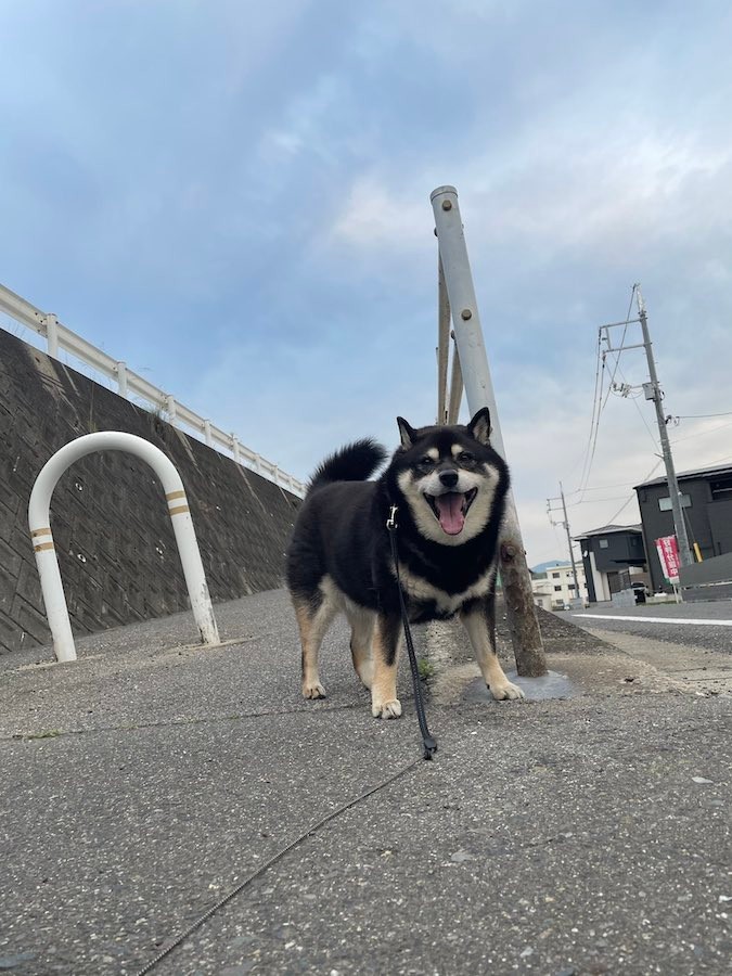 おまえ 字が読めるのか 散歩中に絶妙な場所で急ブレーキ イヤイヤを発動する柴犬さんに44万人が爆笑 まいどなニュース おまえ 字が読めるのか 散歩中に絶妙な場所で急ブレーキ イヤイヤを発動する柴犬さんに44万人が爆笑 まいどなニュース
