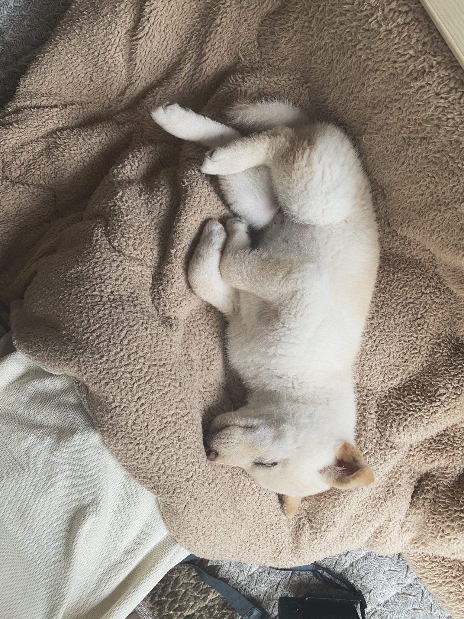 これがホントの人面犬 人間みたいな 福助くん のハンサムぶりが話題に まいどなニュース