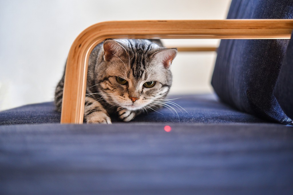 レーザーポインターと猫の行動異常 米調査で相関関係 猫のおもちゃの使い方を獣医師に聞いた まいどなニュース