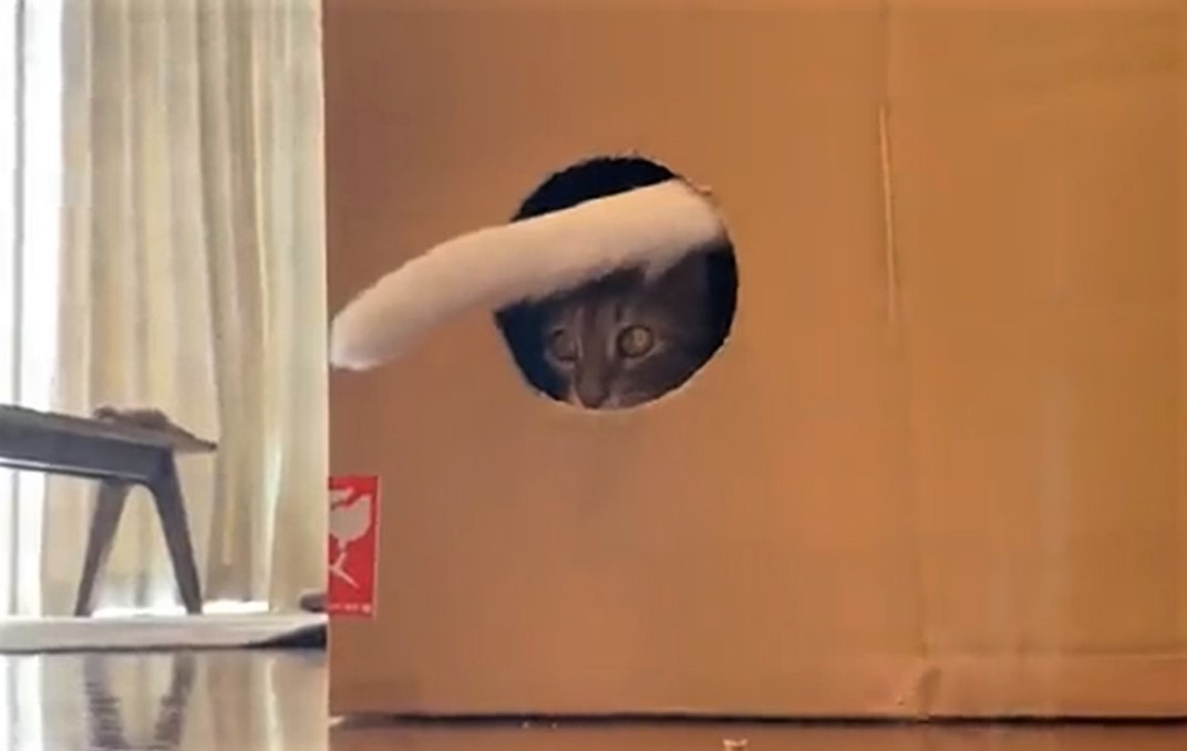 テレビ段ボール箱猫が花をつかむ猫は首を振って猫棒