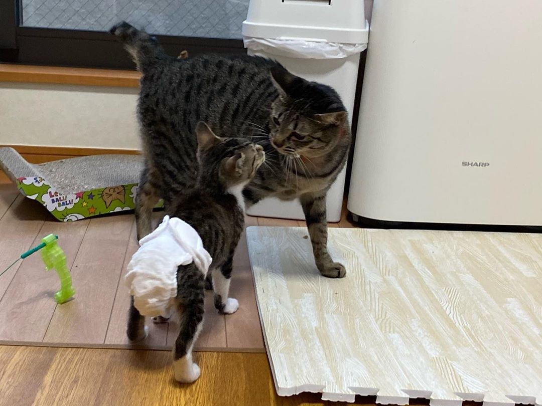 母猫に見捨てられた子猫を保護 重い障がいが見つかったが 手作りおむつ をつけて元気いっぱい まいどなニュース