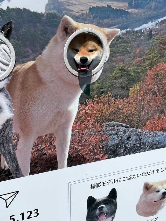 秋田犬になりきる柴犬 道の駅の顔ハメでドヤ顔の 秋田 柴 犬 が話題 もー柴は飽きたけん まいどなニュース