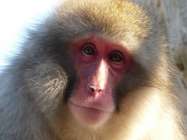 年の サル団子指数 は現在３頭 上野動物園のニホンザルが暖冬を証明 まいどなニュース