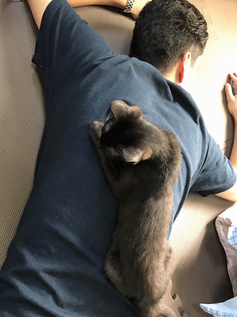 手術をあきらめた子猫 余命わずか覚悟も獣医師が 化け猫 と驚いた奇跡の回復 今は2度目を期待 まいどなニュース