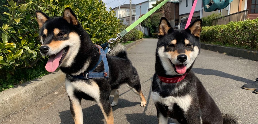 これが柴犬換毛期の毛刈りだぁーー 抜け毛が石鹸みたいにもこもこ湧き続ける動画が話題 まいどなニュース