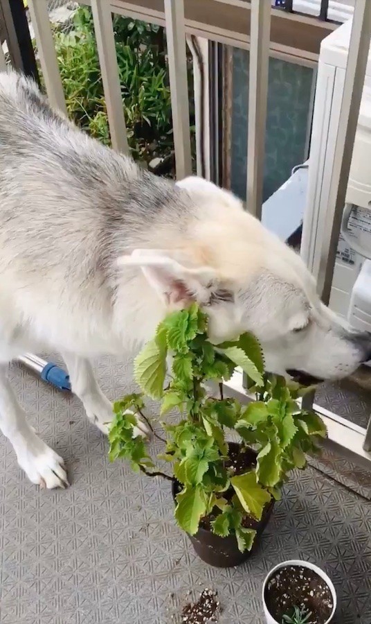 シソが育たないし元気ない ってお前か 意外な犯人の盗み食い動画に 夏バテ防止対策ですね と爆笑 まいどなニュース シソが育たないし元気ない ってお前か 意外な犯人の盗み食い動画に 夏バテ防止対策ですね と爆笑 まいどなニュース