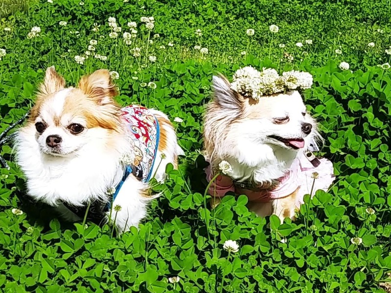 投稿コーナー「朝ワンコ・夕ニャンコ」　犬と猫の写真を大募集！
