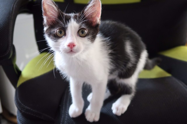 白血病陽性でシェルターへ来た子猫 難病克服も次はエイズ陽性 それでも幸せな日々 まいどなニュース