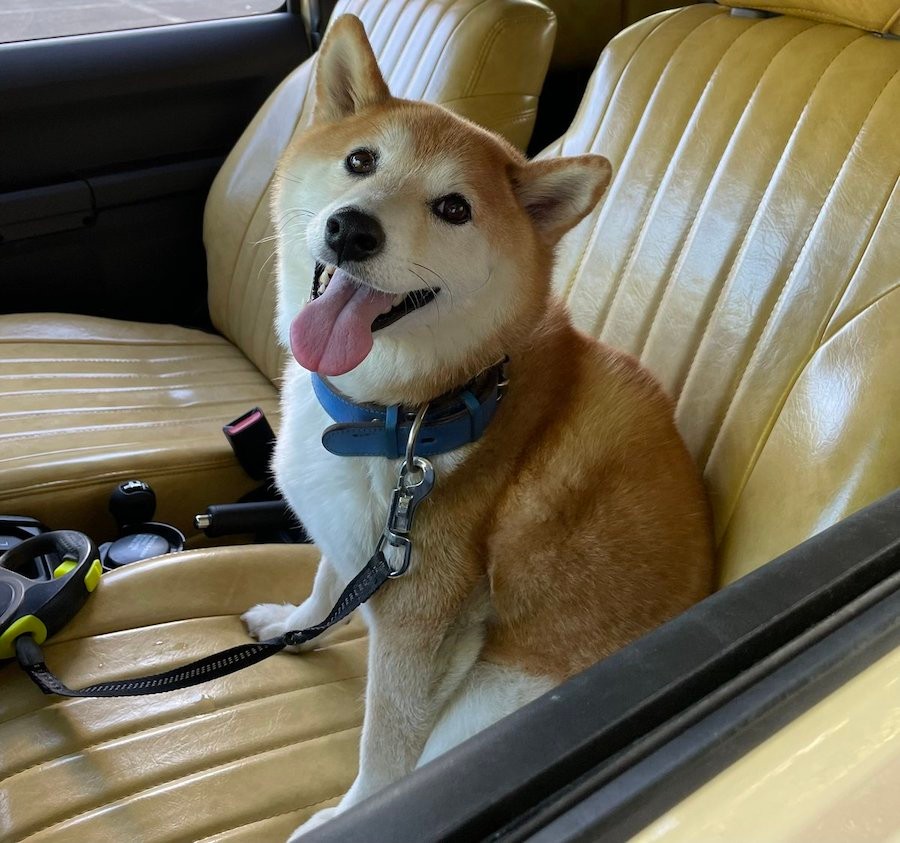 漫画 雨の日の犬の散歩 行く派 行かない派 に犬飼いさんから共感殺到 雨 雪関係なし 台風でも行きたい派 まいどなニュース