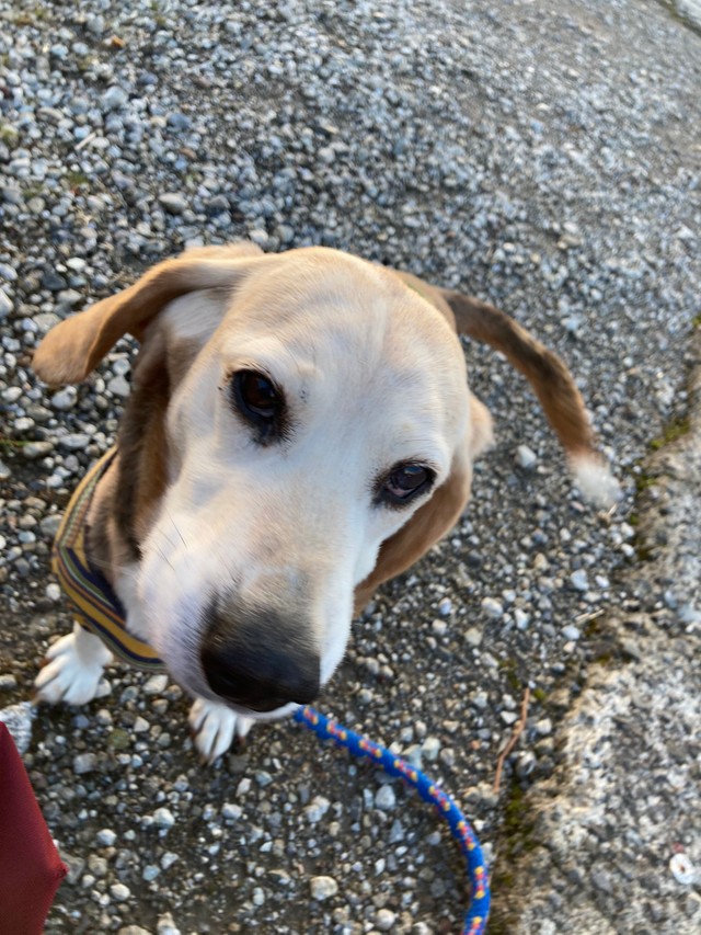 虎太郎 おかえり 虹の橋を渡り 姿を変え帰ってきた犬さん 山で保護し3年半を一緒に暮らした飼い主さんに胸の内を聞いた まいどなニュース