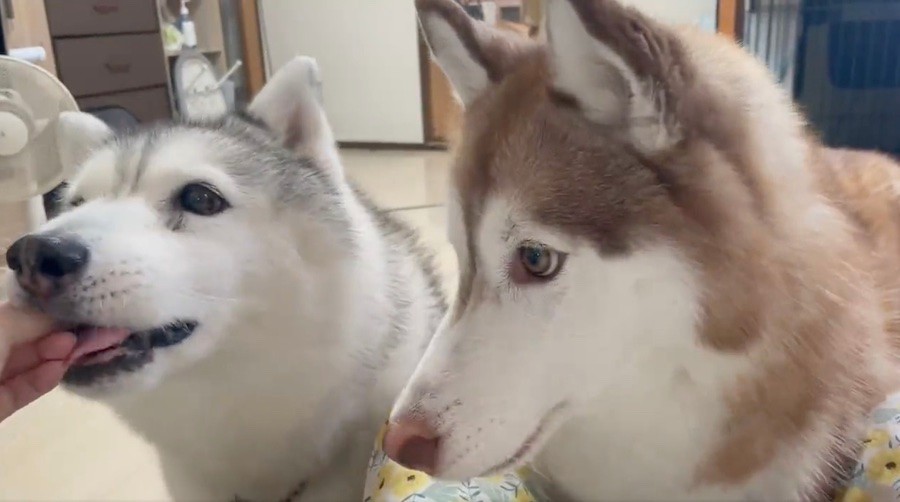 オヤツを食べる犬 そ っと派 と ムシャッと派 飼い主の指を噛まないようにする動画が めちゃ可愛い まいどなニュース オヤツを食べる犬 そ っと派 と ムシャッと派 飼い主の指を噛まないようにする動画が めちゃ可愛い まいどなニュース