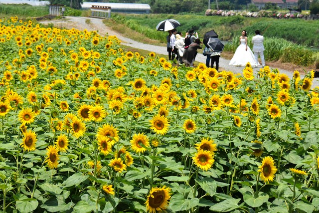 高知 土佐10万株向日葵迎观赏佳期黄色海洋随风摇曳 视频 朝日新聞中文网