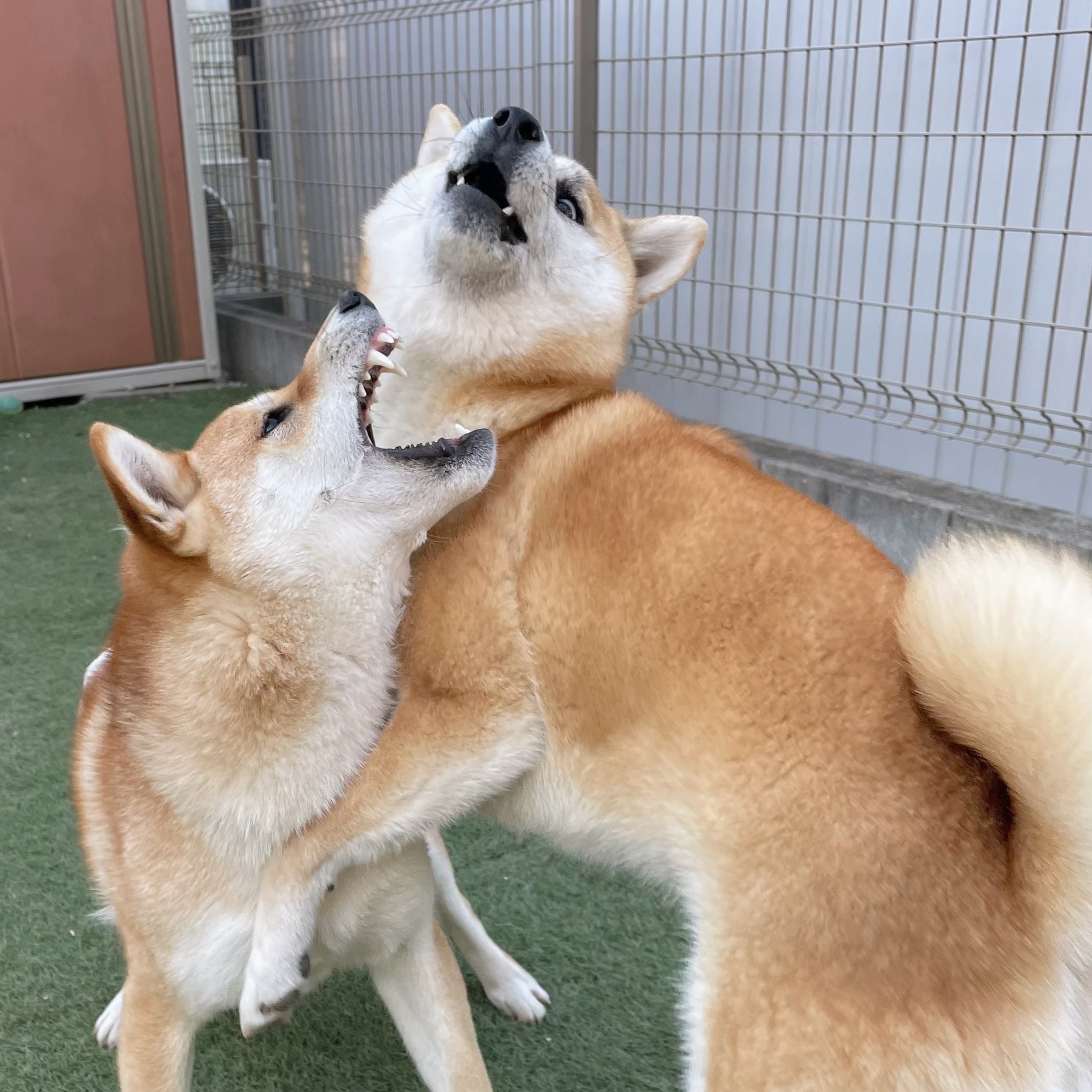 洗われるなんて聞いてない ムキ顔の柴犬にネット悶絶 顔 怖いっすね 牙が まいどなニュース