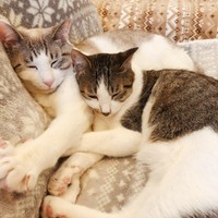 猫の多頭飼いするなら何匹まで飼っても大丈夫 参考基準を解説