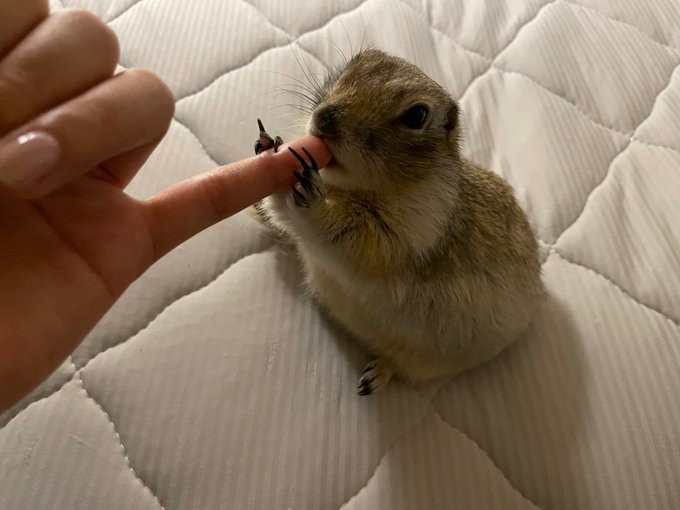寝てるリスに豆苗をあげたら 飼い主の検証動画が話題 寝ながら食べたぁ ロケットスタートな食い意地 まいどなニュース