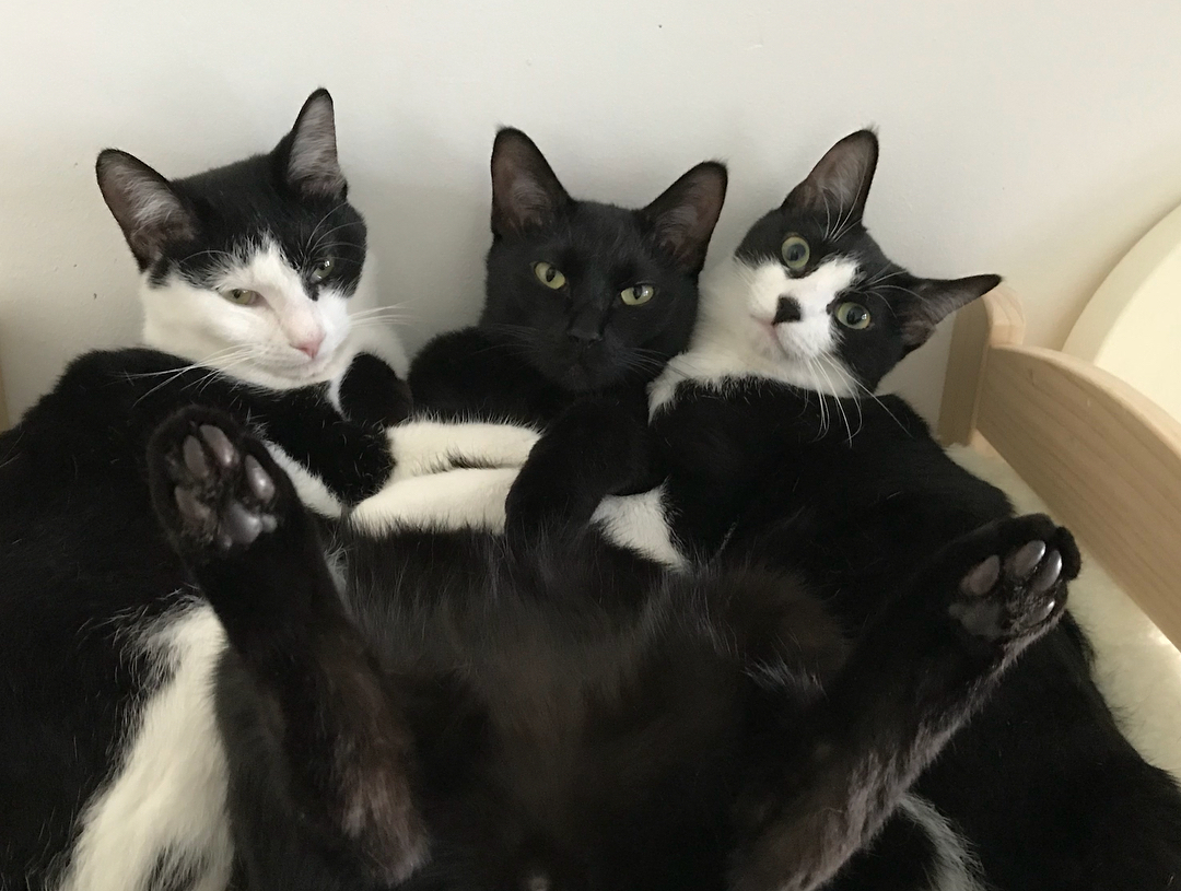 多頭飼いしてよかった ３匹の子猫を迎えて猫ざんまい生活 まいどなニュース