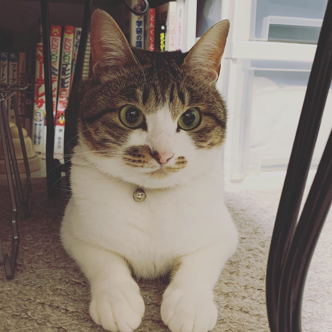 保護した猫は 我が家のセラピスト 医療の仕事で張り詰めた気持ちや子供が巣立つ寂しさを癒してくれる まいどなニュース