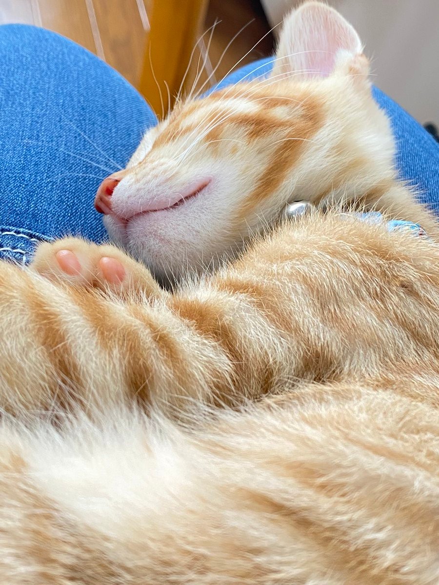ニャんでこうなった まるで 親亀の背中に子亀を乗せて 保護猫2匹が見せた行動が話題 猫リュック まいどなニュース
