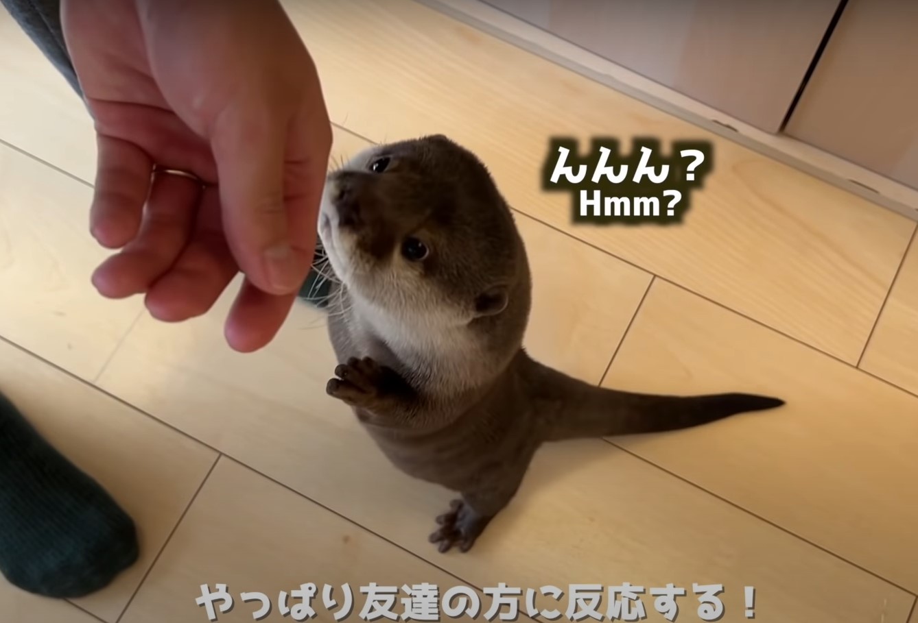 来客を熱烈歓迎するカワウソに ドン引きする猫さんが話題 かっわ 凸凹コンビ感がとてもいい ちょ 肩貸して まいどなニュース