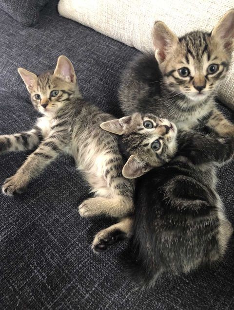 猫を引き取り間もなく妊娠、子猫が4匹生まれて8匹の大家族に 協力し