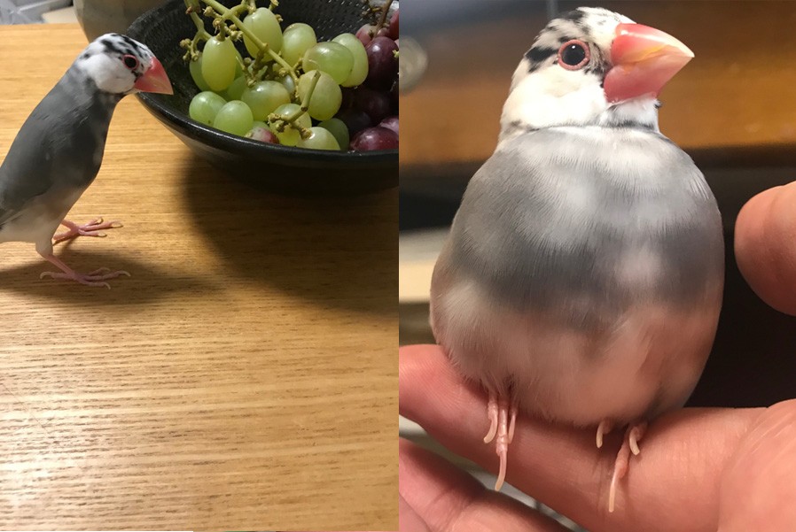 文鳥が靴下に入っただけなのに ｆ１レーサー感 がスゴイと話題に 飼い主さんに聞いた まいどなニュース