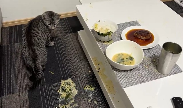 食事中に猫で 大惨事 床も飼い主もスープまみれ 一体どうした わざとじゃないんだぁ やってしまった感のあるお顔 まいどなニュース