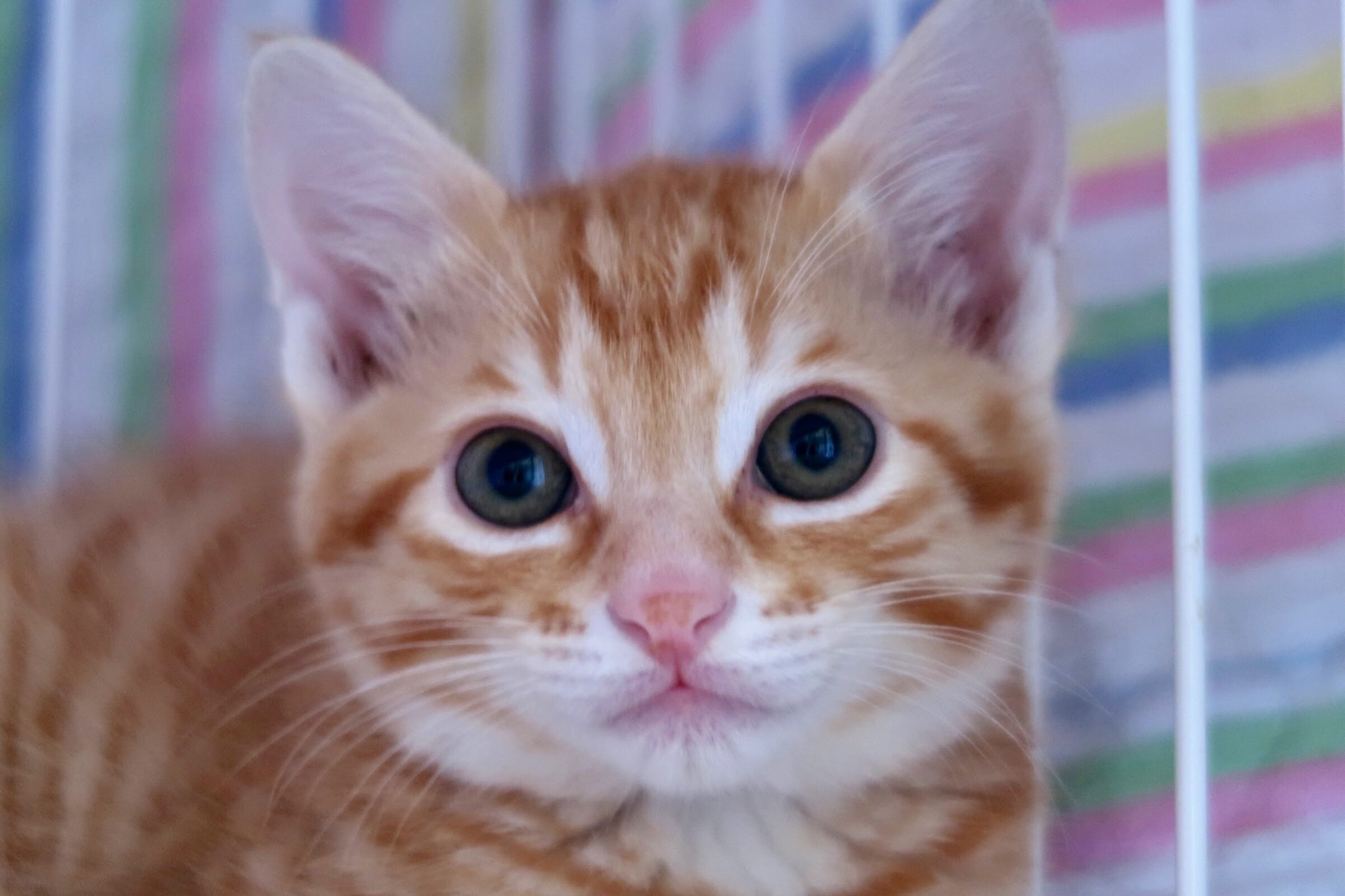 お庭にやってきた天使のような茶トラの子猫 致死率ほぼ100 といわれる病から奇跡の生還 まいどなニュース