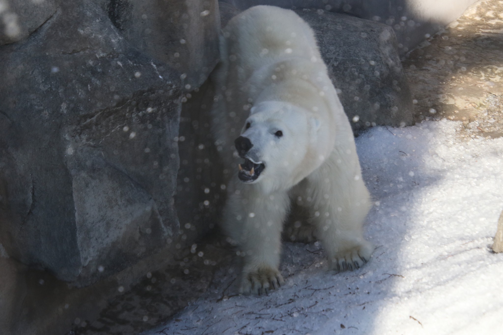 故郷を知らないホッキョクグマ 雪がうれしすぎて野性全開 人工降雪機に2400万円掛けた園の思い まいどなニュース