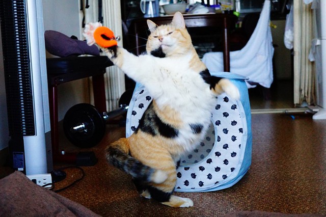 二本足で立つ猫さん 魅惑のボディでエアロビクス 躍動感 半端ない 腰回りのプリッと感が完璧 まいどなニュース