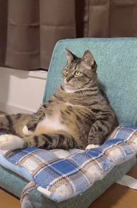 人がゲーム始めた時だけ生まれるその団結力は何なん テレビ画面に群がる猫たちに爆笑 ジャマしたる 感が半端ない まいどなニュース