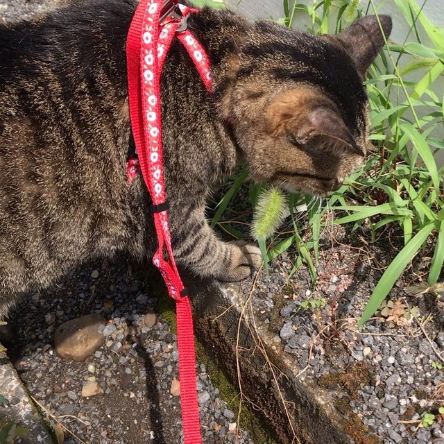 開けたキャリーバッグにぴょこんと入り 連れて帰って 訴える猫の瞳に 新入社員は心を決めた まいどなニュース