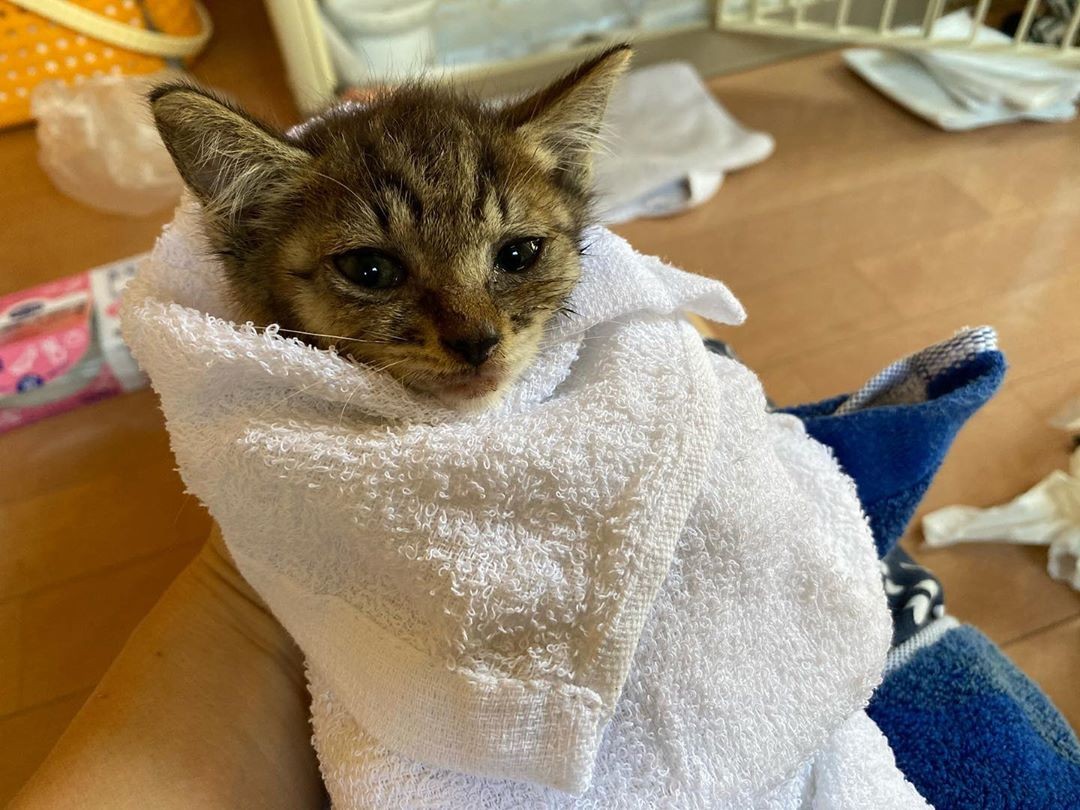 母猫に見捨てられた子猫を保護 重い障がいが見つかったが 手作りおむつ をつけて元気いっぱい まいどなニュース