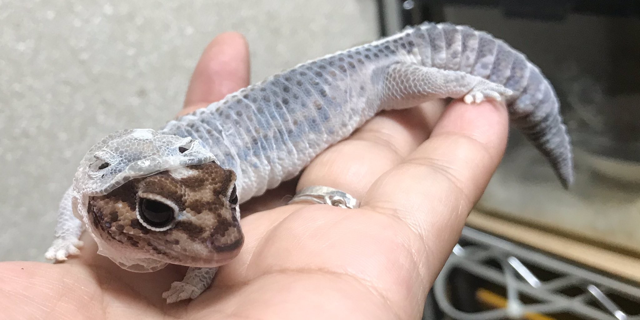 かわいすぎて 私 辛い 全身タイツ 着ぐるみ 脱皮途中のヤモリさんが悶絶必至のかわいさ まいどなニュース