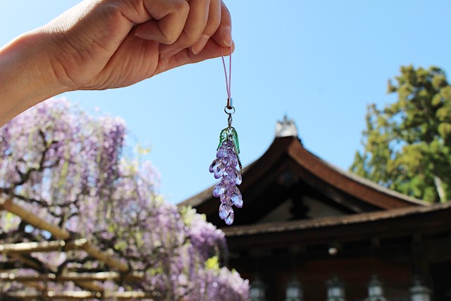 奈良 春日大社の 藤まもり 授与が大人気 その理由は 鬼滅の刃 ブームが後押し 藤の聖地も見頃に まいどなニュース