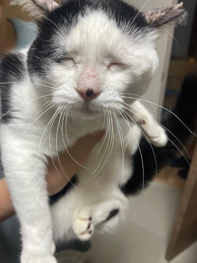 猫を起こしたら 見たことない しわしわ顔 だった もと野良猫の 疲れたピカチュウと同じ顔 に爆笑 まいどなニュース 猫を起こしたら 見たことない しわしわ顔 だった もと野良猫の 疲れたピカチュウと同じ顔 に爆笑 まいどなニュース