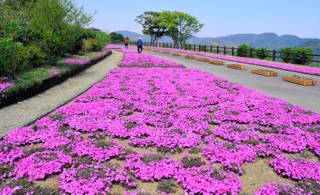 大分县 宫野浦芝樱盛开与大海的蓝色竞相争艳 视频 朝日新聞中文网