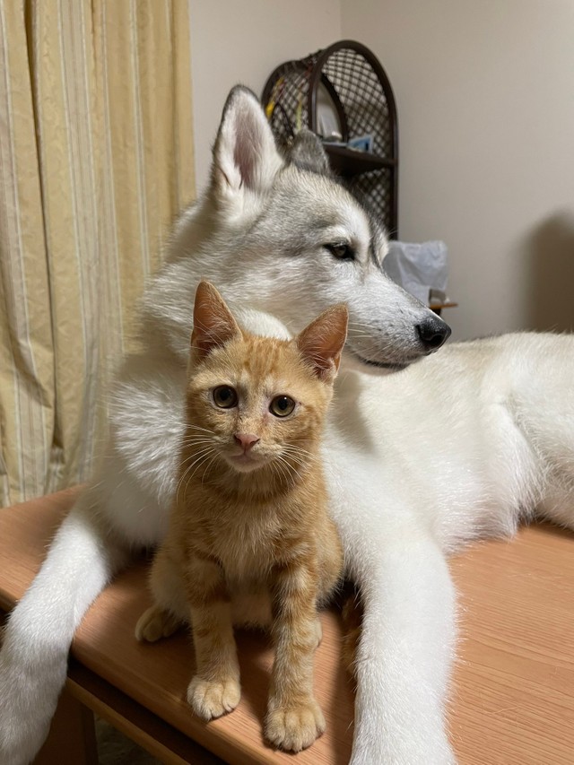 ちゅ る をめぐる犬猫2匹の激しい争奪戦 軍配は じっと我慢するハスキー犬に 優しい と称賛の声 まいどなニュース