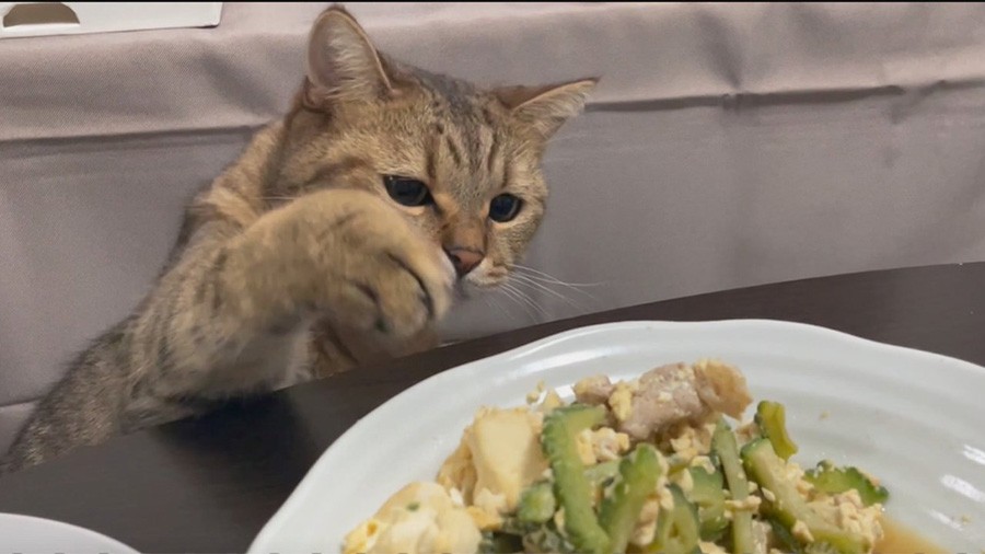 ロールパンにソフトタッチする猫 いったい何目的 美味しくなる魔法かけてる 飼い主の安全確認 ツイ民の妄想ふくらむ まいどなニュース