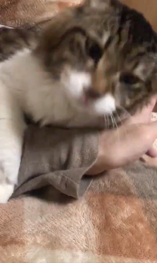 って なんでやねん 甘える猫のノリツッコミにネット爆笑 絶対前世関西人やん 彼女か まいどなニュース