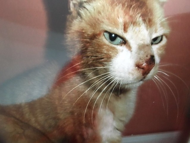 4年前 何見てんだ 今 なでて 保護猫のお顔ビフォーアフターに感動 安心したんだね まいどなニュース