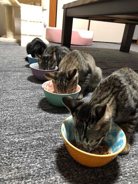 猫を引き取り間もなく妊娠 子猫が４匹生まれて８匹の大家族に 協力し子育てする様子に感動 まいどなニュース