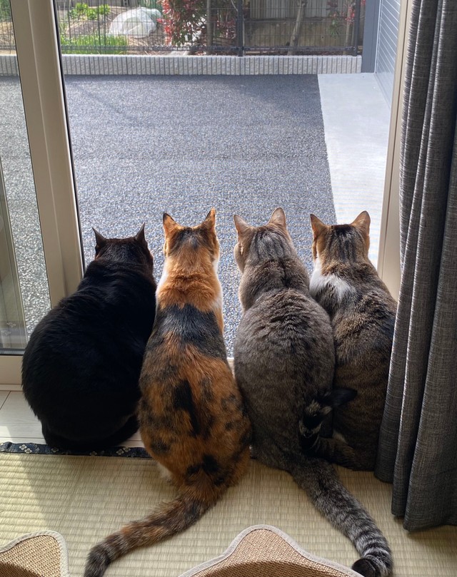ドアを少し開けたら 2匹の猫が隙間からのぞいてた ママは何してるにゃ ドアを開けようとする猫たち まいどなニュース