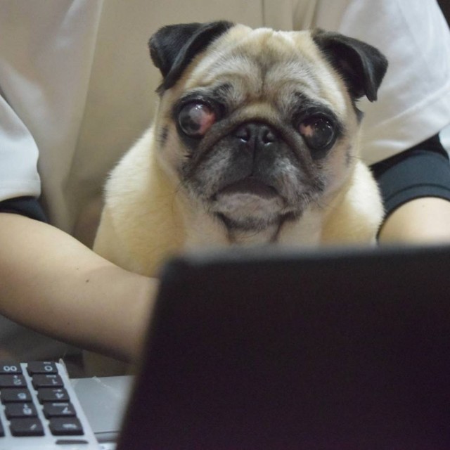 劣悪な環境の繁殖場から救われた犬 片目を失明していたが 散歩が大好き 感情を表現できるように まいどなニュース