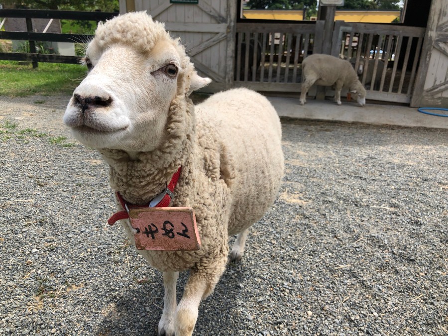 ひつじってこんなに笑う 見た人も笑顔にする破壊力にほっこり 実は 飼育員さんに聞いた まいどなニュース